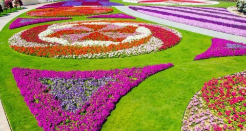 В Дубае в честь Дня толерантности появился самый большой цветочный ковёр в мире